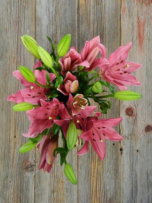 YERSEKE 2-3 BLOOM PINK LA HYBRID LILIES